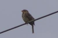 Emberiza calandra