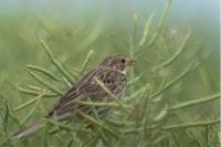 Emberiza calandra