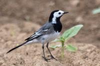 Motacilla alba