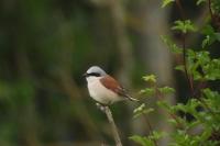 Lanius collurio