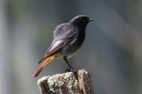 Phoenicurus ochruros