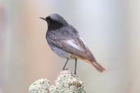 Phoenicurus ochruros