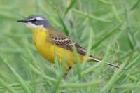 Motacilla flava