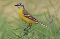 Motacilla flava