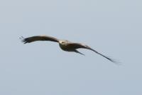 Milvus migrans