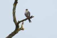 Falco subbuteo