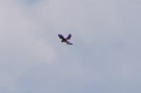 Falco tinnunculus