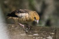 Coccothraustes coccothraustes