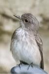 Muscicapa striata
