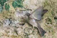 Muscicapa striata