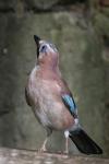 Garrulus glandarius