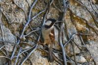 Passer domesticus