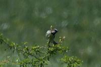 Passer domesticus