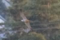 Falco subbuteo
