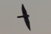 Falco subbuteo