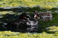 Tachybaptus ruficollis