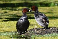 Tachybaptus ruficollis