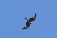 Milvus milvus