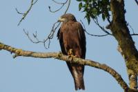 Milvus migrans