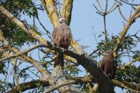 Milvus migrans
