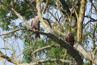 Milvus migrans