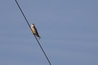 Falco vespertinus