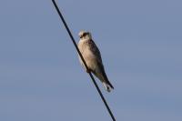 Falco vespertinus