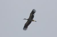 Ciconia ciconia