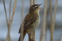 Acrocephalus schoenobaenus