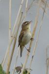 Acrocephalus schoenobaenus