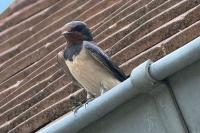 Hirundo rustica