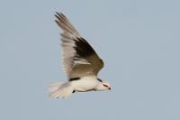 Elanus caeruleus