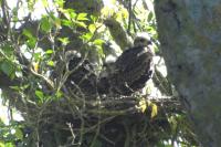 Milvus migrans