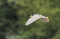 Nycticorax nycticorax