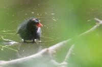 Gallinula chloropus
