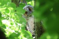 Asio otus