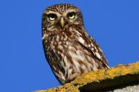 Athene noctua