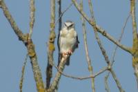 Elanus caeruleus