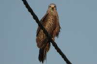 Milvus migrans