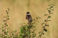 Emberiza schoeniclus
