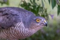 Accipiter nisus