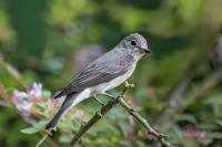 Muscicapa striata