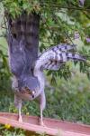 Accipiter nisus