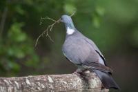Columba palumbus