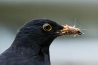 Turdus merula