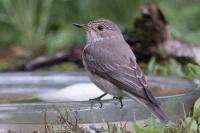 Muscicapa striata
