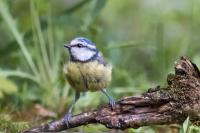 Cyanistes caeruleus