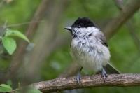 Poecile palustris