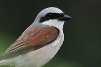 Lanius collurio