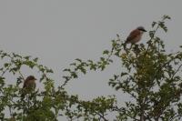 Lanius collurio